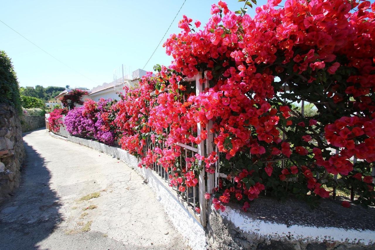 Lacco Terrace Solarium Lacco Ameno  Εξωτερικό φωτογραφία